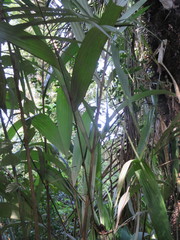 Astrocaryum murumuru