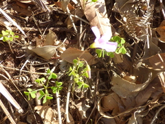 Oxalis dentata