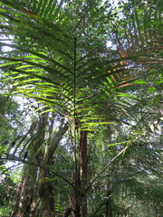 Bactris concinna