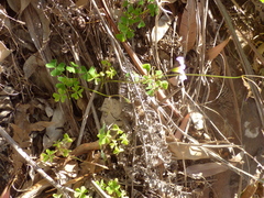 Oxalis dentata