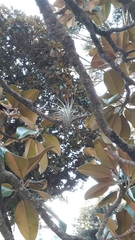 Bromeliaceae