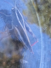 Calliptamus plebeius