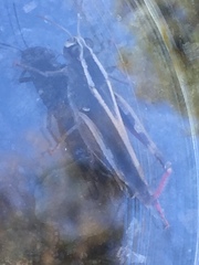 Calliptamus plebeius