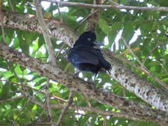 Cephalopterus ornatus