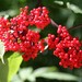 Red-berried Elder - Photo (c) Erin and Lance Willett, some rights reserved (CC BY-NC-ND)