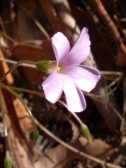 Oxalis dentata