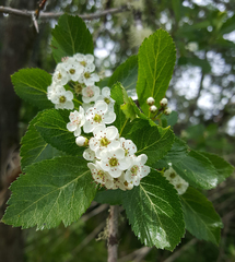 Crataegus gaylussacia