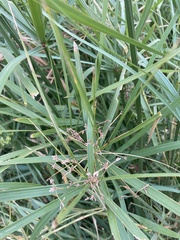 Cyperus