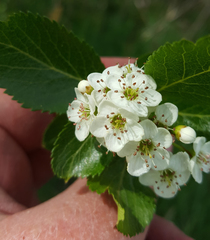 Crataegus gaylussacia