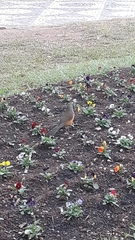 Turdus rufiventris