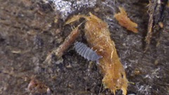 Neanurinae