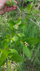 Crataegus gaylussacia