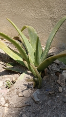 Aloe vera