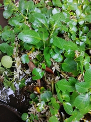 Ludwigia helminthorrhiza