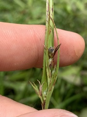 Scleria oligantha