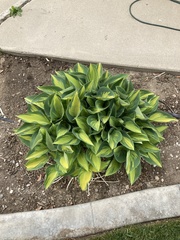 Hosta