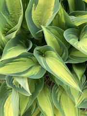 Hosta
