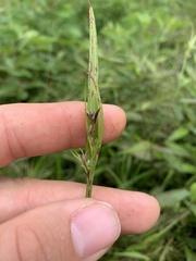 Scleria oligantha