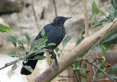 Melanotis caerulescens