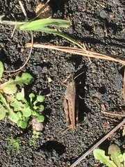 Calliptamus plebeius