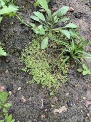 Callitriche terrestris