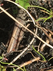 Calliptamus plebeius