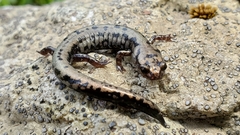 Plethodon welleri