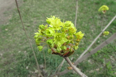 Acer platanoides