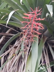 Pitcairnia staminea
