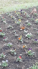 Turdus rufiventris