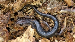 Plethodon montanus