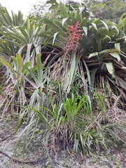 Pitcairnia staminea