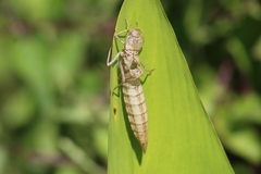 Coryphaeschna