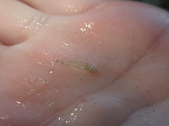 Philocheras australis