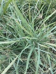 Cyperus