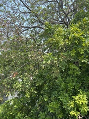 Melicoccus oliviformis