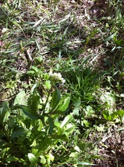 Capsella bursa-pastoris