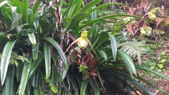 Phragmipedium longifolium