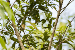 Sporophila nigricollis