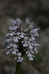 Neotinea conica