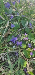 Viola sororia