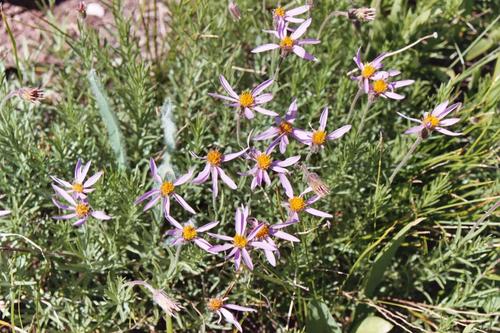 Rocky Mountain aster (Ionactis stenomeres)