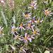 Rocky Mountain Aster - Photo (c) mhays, some rights reserved (CC BY-NC), uploaded by mhays