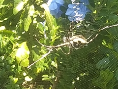 Argiope argentata