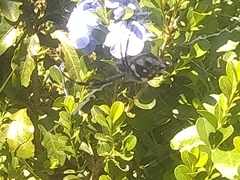 Argiope argentata