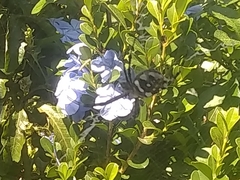 Argiope argentata