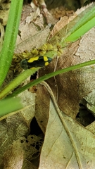 Ptosima gibbicollis