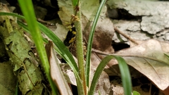 Ptosima gibbicollis