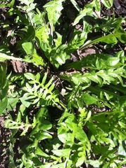 Capsella bursa-pastoris