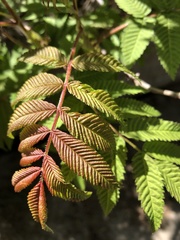Sorbaria